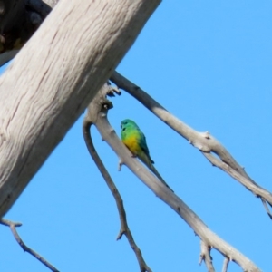 Psephotus haematonotus at Macarthur, ACT - 25 Apr 2020