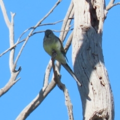 Psephotus haematonotus at Macarthur, ACT - 25 Apr 2020