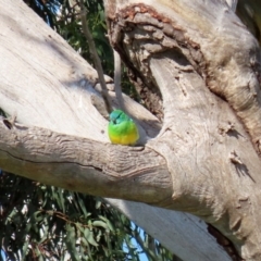 Psephotus haematonotus at Macarthur, ACT - 25 Apr 2020