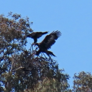 Aquila audax at Macarthur, ACT - 25 Apr 2020