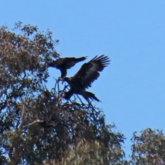 Aquila audax (Wedge-tailed Eagle) at Macarthur, ACT - 25 Apr 2020 by RodDeb