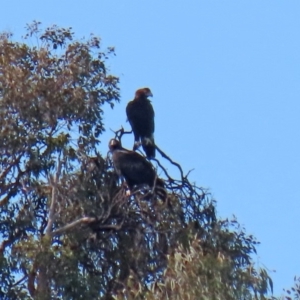 Aquila audax at Macarthur, ACT - 25 Apr 2020