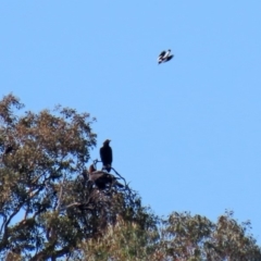 Aquila audax at Macarthur, ACT - 25 Apr 2020 02:06 PM