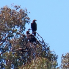 Aquila audax at Macarthur, ACT - 25 Apr 2020