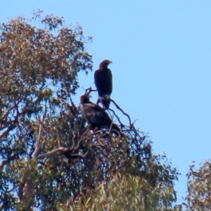 Aquila audax at Macarthur, ACT - 25 Apr 2020