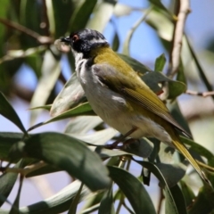 Melithreptus lunatus (White-naped Honeyeater) at Macarthur, ACT - 25 Apr 2020 by RodDeb