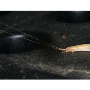 Leptoceridae sp. (family) at Ainslie, ACT - 18 Dec 2019 09:39 PM