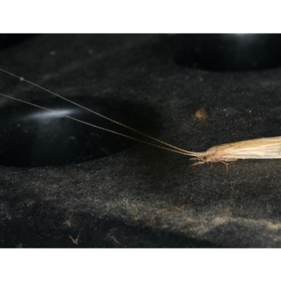 Leptoceridae sp. (family) (Long-horned caddisfly) at Ainslie, ACT - 18 Dec 2019 by jb2602