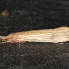 Leptoceridae sp. (family) at Ainslie, ACT - 18 Dec 2019 09:39 PM