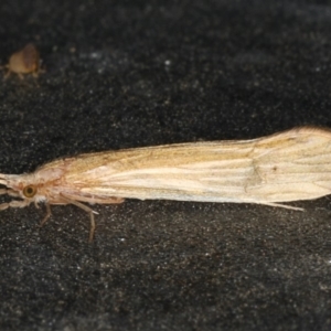 Leptoceridae sp. (family) at Ainslie, ACT - 18 Dec 2019 09:39 PM