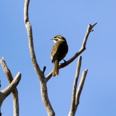 Caligavis chrysops (Yellow-faced Honeyeater) at Macarthur, ACT - 25 Apr 2020 by RodDeb