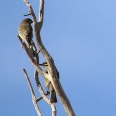 Caligavis chrysops at Macarthur, ACT - 25 Apr 2020 02:29 PM