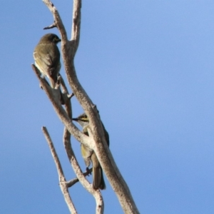 Caligavis chrysops at Macarthur, ACT - 25 Apr 2020 02:29 PM