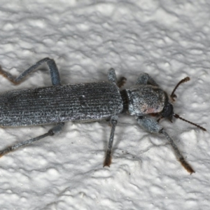 Eunatalis sp. (Genus) at Ainslie, ACT - 18 Dec 2019