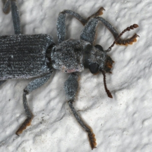 Eunatalis sp. (Genus) at Ainslie, ACT - 18 Dec 2019