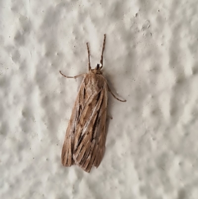 Ciampa arietaria (Brown Pasture Looper Moth) at Canberra, ACT - 25 Apr 2020 by AaronClausen