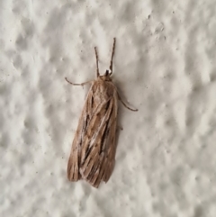 Ciampa arietaria (Brown Pasture Looper Moth) at City Renewal Authority Area - 25 Apr 2020 by AaronClausen