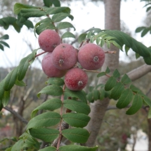 Sorbus domestica at Farrer, ACT - 26 Apr 2020