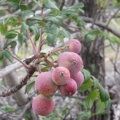 Sorbus domestica at Farrer, ACT - 26 Apr 2020 02:17 PM