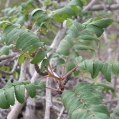 Sorbus domestica at Farrer, ACT - 26 Apr 2020 02:17 PM