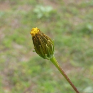 Bidens subalternans at Isaacs, ACT - 13 Apr 2020