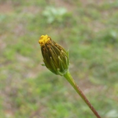 Bidens subalternans (Greater Beggars Ticks) at Isaacs Ridge and Nearby - 13 Apr 2020 by Mike