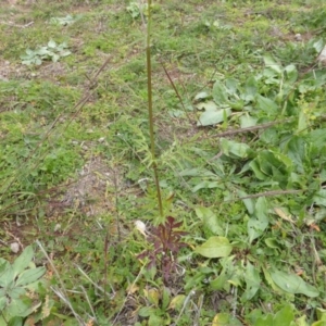 Bidens subalternans at Isaacs, ACT - 13 Apr 2020