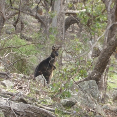 Wallabia bicolor (Swamp Wallaby) at Isaacs Ridge and Nearby - 13 Apr 2020 by Mike