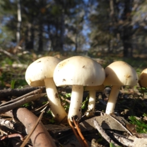 zz agaric (stem; gills white/cream) at Isaacs, ACT - 12 Apr 2020