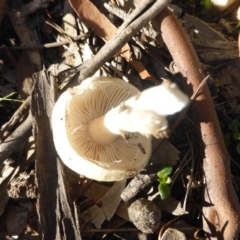 zz agaric (stem; gills white/cream) at Isaacs, ACT - 12 Apr 2020
