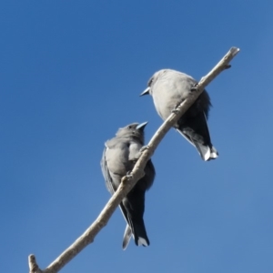 Artamus cyanopterus at Narrabundah, ACT - 25 Apr 2020