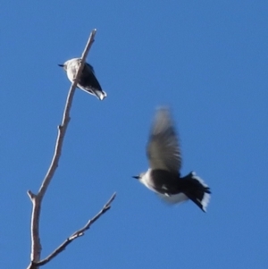 Artamus cyanopterus at Narrabundah, ACT - 25 Apr 2020