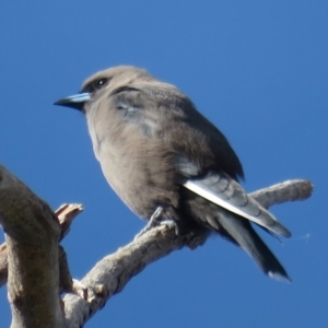 Artamus cyanopterus at Narrabundah, ACT - 25 Apr 2020