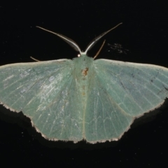 Prasinocyma semicrocea (Common Gum Emerald moth) at Ainslie, ACT - 18 Dec 2019 by jb2602