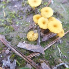 Lichenomphalia chromacea at Isaacs Ridge and Nearby - 12 Apr 2020