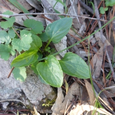 Viola betonicifolia (Mountain Violet) at Isaacs Ridge - 12 Apr 2020 by Mike