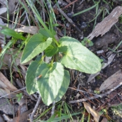 Viola betonicifolia at Isaacs, ACT - 12 Apr 2020