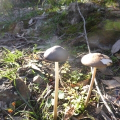 Oudemansiella 'radicata group' (Rooting shank) at Isaacs Ridge and Nearby - 12 Apr 2020 by Mike