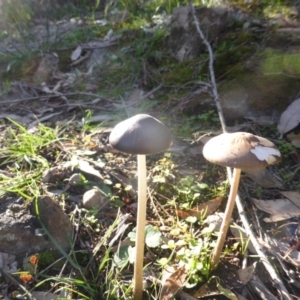 Oudemansiella gigaspora group at Isaacs Ridge - 12 Apr 2020