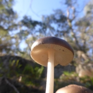 Oudemansiella gigaspora group at Isaacs Ridge - 12 Apr 2020