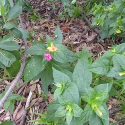Mirabilis jalapa (Four O'clock Plant or Marvel of Peru) at Farrer, ACT - 26 Apr 2020 by Mike