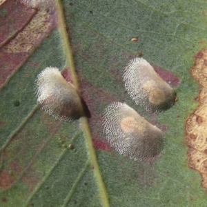 Cardiaspina albitextura at Red Hill, ACT - 25 Apr 2020