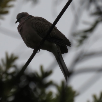 Spilopelia chinensis (Spotted Dove) at Narrabundah, ACT - 24 Apr 2020 by RobParnell