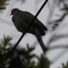 Streptopelia chinensis (Spotted Dove) at Narrabundah, ACT - 24 Apr 2020 by RobParnell