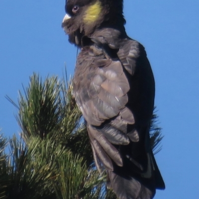 Zanda funerea (Yellow-tailed Black-Cockatoo) at Fyshwick, ACT - 23 Apr 2020 by RobParnell
