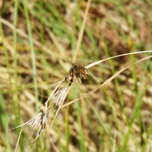 Ocybadistes walkeri at Kambah, ACT - 25 Apr 2020