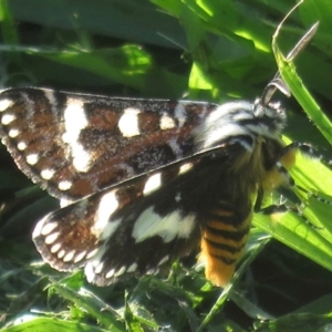 Apina callisto at Griffith, ACT - 18 Apr 2020