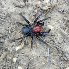 Missulena occatoria (Red-headed Mouse Spider) at Black Mountain - 22 Sep 2019 by Philip