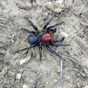 Missulena occatoria at Acton, ACT - 22 Sep 2019 03:09 PM