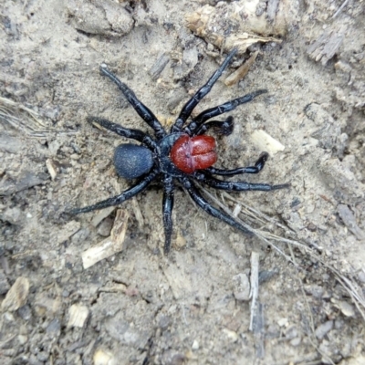 Missulena occatoria (Red-headed Mouse Spider) at Black Mountain - 22 Sep 2019 by Philip